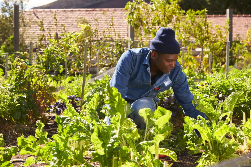 Person tending plants in a thriving community garden.